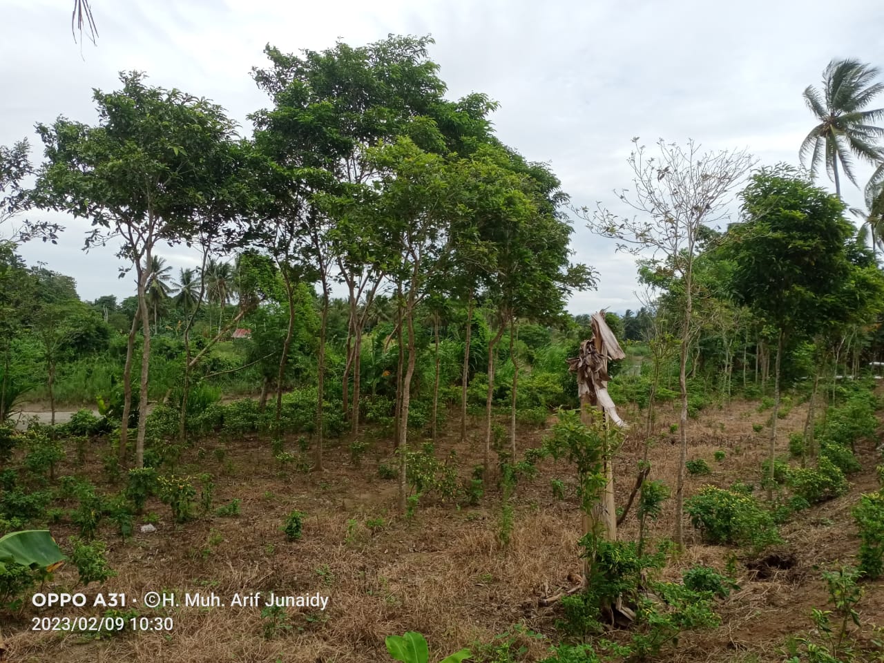 Hutan Rakyat